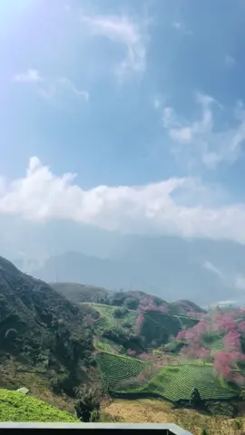 Mùa Hoa Anh Đào cuối tại sapa trước khi biến mất