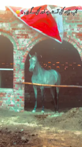 آپ جیسے کئی آۓ ہے اور کئی گے ہیں🫀🐴#گھوڑے_شوق_نواباں_دا🐴 #foryou #foryoupage #گھوڑا_ہمیشہ_طاقت_کی_علامت_رہا_ہے #poetry🥀 