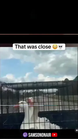 fastest reflex ever 💀 #shorts #funny #memes #comedy #fyp     