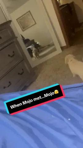 Baby Mojo discovering his arch nemesis: himself 😭💛 #fyp #goldenretriever #dogsoftiktok #mojosgoldenworld #creatorsearchinsights 