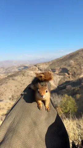 Dıl zane tu meleki❤️🐿️#keşfet #şırnak #sincap #keşfeteyiz 