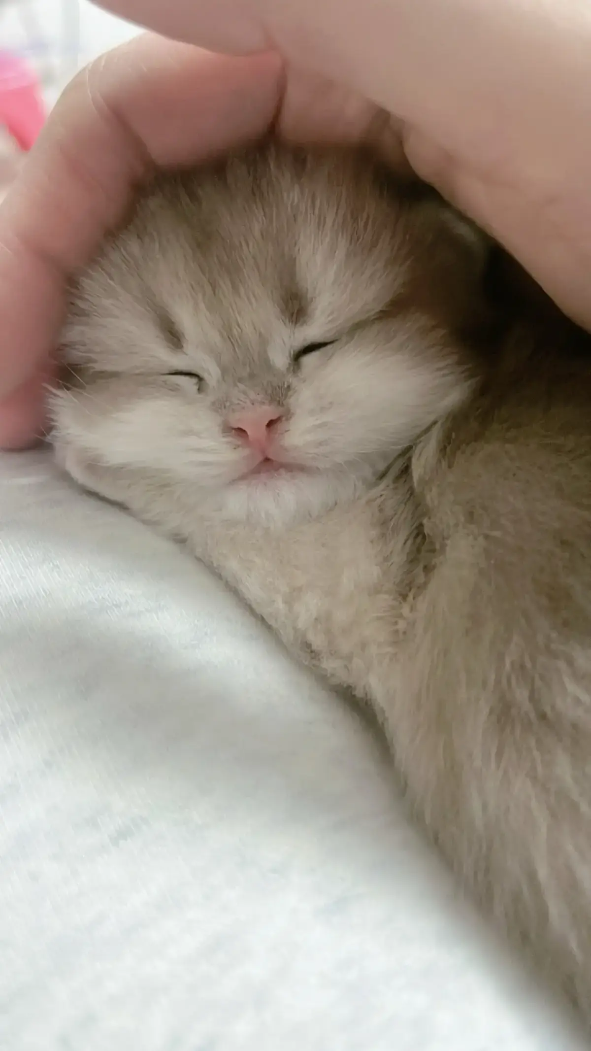 #cute #kittycat #catsoftiktok 