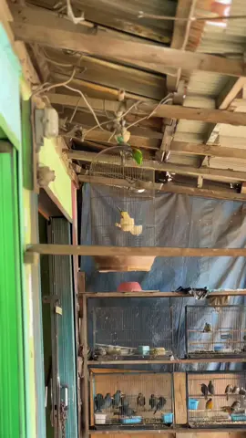 gini gini ajaa😭😭