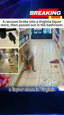 A raccoon broke into a Virginia liquor store, then passed out in the bathroom. #WildNews#OnlyInAmerica#RaccoonChaos#racoon #ashlandva 