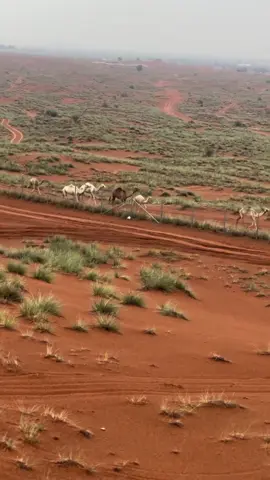 #مشعل #المفضلي وتشوف مرعى البدو #شتاء_البرد_اجواء_شتويه 