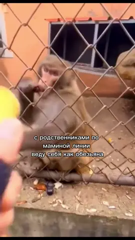 #fyp #fypシ゚ #исламмахачев #islammakhachev 