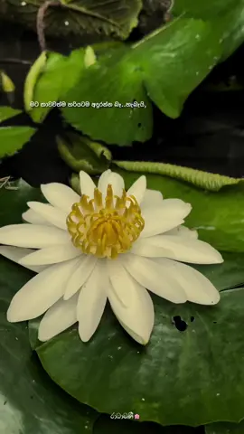 තමන් ගැන ස්ථිර උපසිරැසියක් හදාගන්න.😊🤍🌸#රාධාවණී🌸 #fyp #foryou #voice #quotes @🤍_HҽαɾƚBҽαƚ -කාවදෝ මතක් වෙනවා නේද..🤭