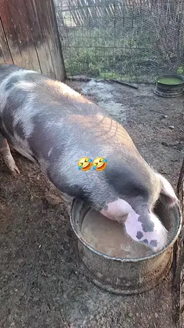 #fyp #foryour #fructedecotet 🤣 #craciun 