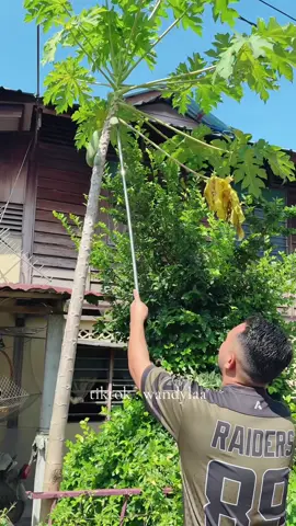 Senang nya pakai gunting panjang 🤭