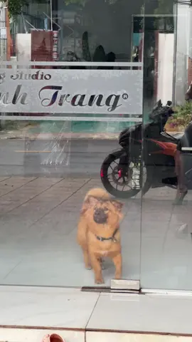 Có cưng em ko nàooo#mic #yeudongvat #milu 