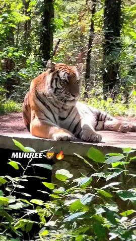 Jungle ki khamoshi ♥️ . . . #fyp #foryou 