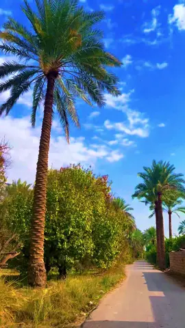 #اخرس_وهوم_على_المشو_من_حيث_لاتنساني #تصويري📷 #بغداد #قناتي_تليجرام_بالبايو💕🦋 