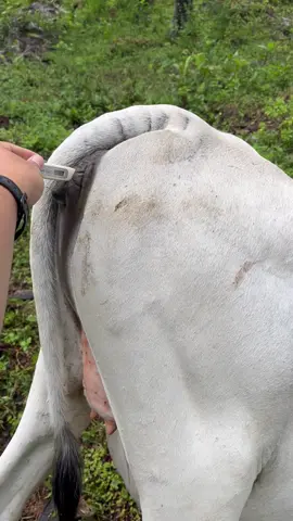 CURIGA SAPI DEMAM? Cek aja pake termometer. #fasttrackcreator4 #akademicreator #pakemontez 