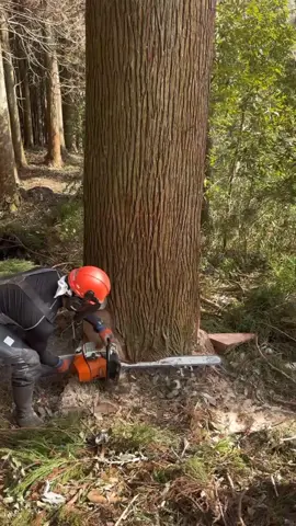 idea for exame hatters 😉#fyp #funny #viralvideo #trendingvideo 