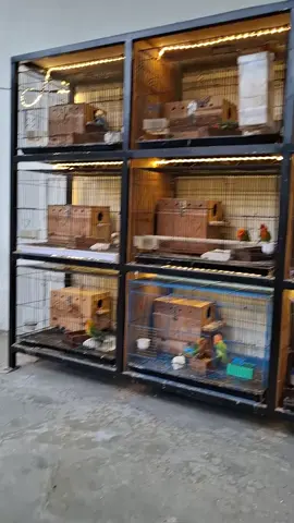 ttep semngat ternak.hasilnya masih menjanjikan