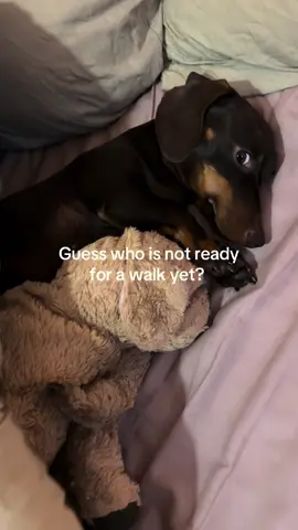 Come back in 1 hour pls 😴😴😴 #puppy #dachshund #dachshundpuppy #wienerdog #dogs 