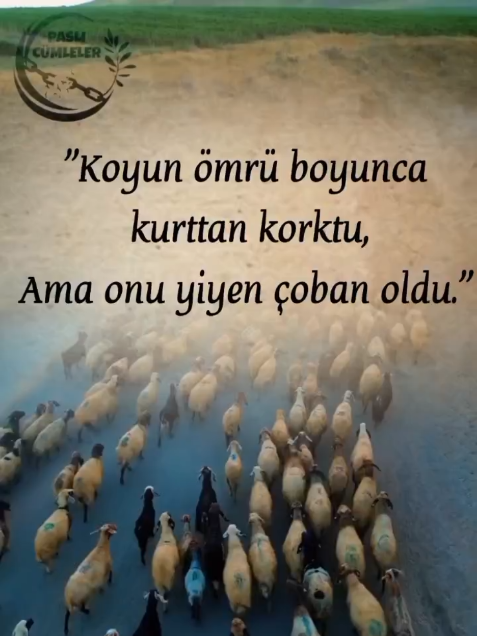 #koyun #ömür #boyunca #kurt #çoban 