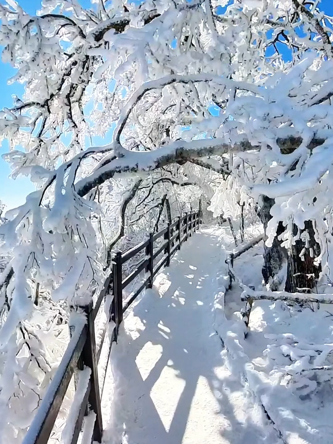 발왕산 설경, 눈이 만든 또 다른 세상 #발왕산 #설경 #겨울풍경 #자연힐링   #snowmountain #winterview #naturelover #koreanwinter #relaxingview #healingvideo #tiktoktravel