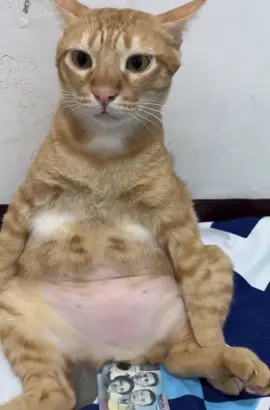 È è ting ting#xuhuong #meow 