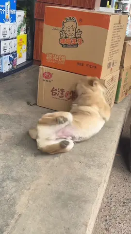 When your dog is so sleepy they forget how to dog 😂🐶 #FunnyDogs #DogComedy #PuppyHumor #DogOwners #DogLife 