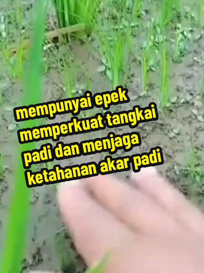 #fyp #petaniindonesia🇮🇩🇮🇩🇮🇩🌿🌿 #fyppppppppppppppppppppppp herbisida vulgar 865sl 