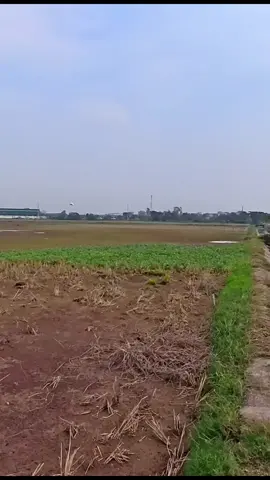 (Vô Ảnh Cước) với những cú va chạm rơi như lá mùa thu.