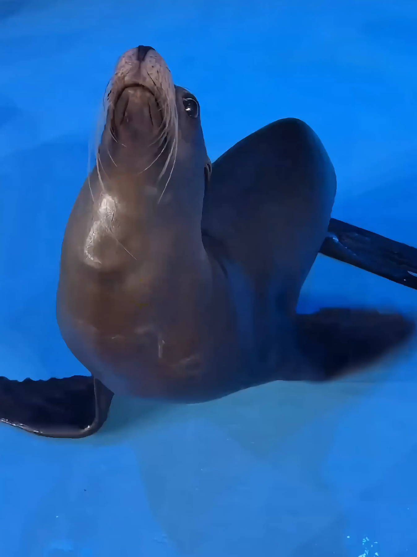 [sea lion core] that's so fking wired, I just couldn't stop laughing 🤣#funny #pet #pinniped #seal #sealion 