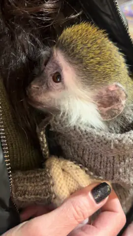 Оливка кофе заказывает 😎 #верветка #обезьянка 