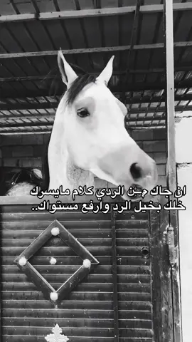#خيل_وخياله🐎 #viral #fyp #اقتباسات #اكسبلورexplore 
