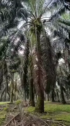 #fypシ゚viral🖤tiktok  #kulisawitmalaysia🌴🇲🇾🇮🇩 