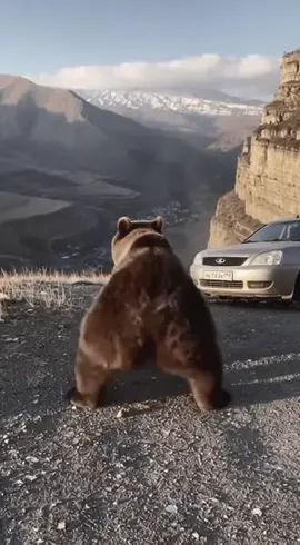 горной миша #fyp #чечня #лезгинка #махачкала #грозный 