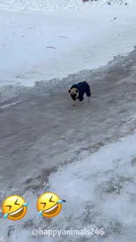 safe to say he loves the snow🤣❄️#snow#dog#funny #funnyvideos#fypツ #funnydogs 