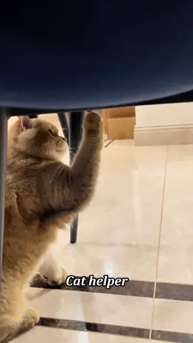 Cat at Work#cat #cats #catlover #catsoftiktok #fyp 