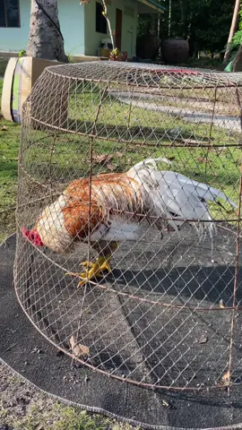 #นครศรีธรรมราช #เด็กใต้ #สิชล 