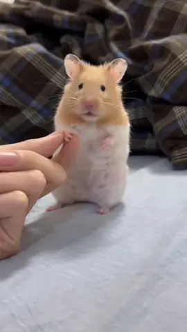 #ميمز #ضحك #يوميات #هامستر #أغنية 