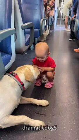 He smiles when he sees a dog.🐶🤣#dog #pet #funnydog #dogvideos #fyp 