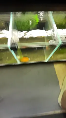 🦐 #shrimplovers #aquariumhobby #aquamryu #caridinashrimp #beeshrimp 