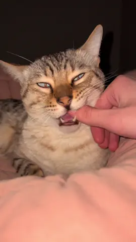 Toes doing the nice chomps #catsoftiktok