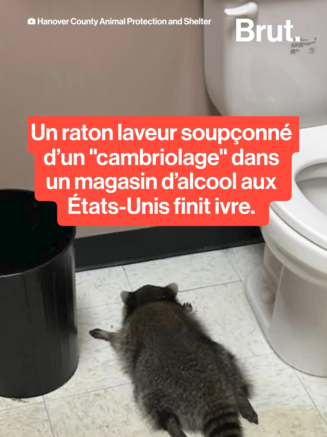 Un raton laveur soupçonné d’un 