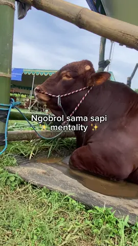 sapi juga manusia, paham bahasa kita, kita aja yg gapaham bahasa dia 😇 #sapicore #sapimentality #fyp #fypシ #viral 
