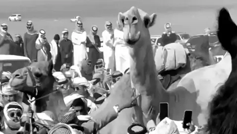 لحدن يكثر تصاريح #ابن_جخدب #الموت_الحمر#قحطان 