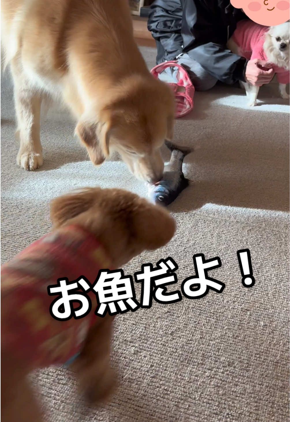 結構リアルなおもちゃ！お魚🐟！初めてのものは渡さないゴールデンレトリバー🐶トイプードルだってほしい！ちょっと足を痛めているチワワは見学😊 #ゴールデンレトリバー #トイプードル #チワワ #犬のいる暮らし 