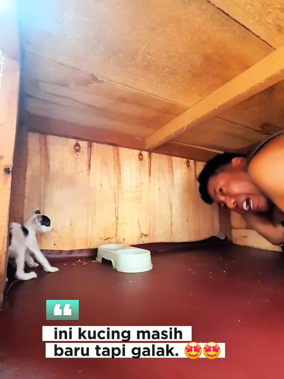 butuh waktu menjinakan😺 #kucinglucunakal #creatorsearchinsights 