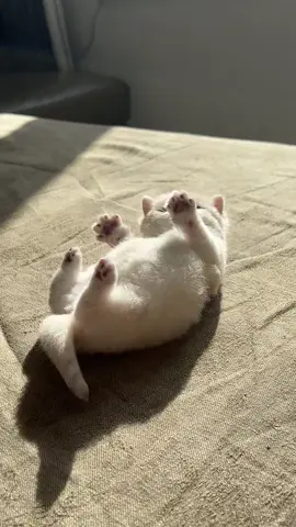 sunshine. #kittensoftiktok #catsvideo #pets #cute #kitten 