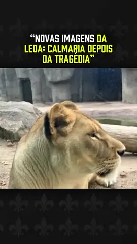 “Novas Imagens da Leoa: Calmaria Depois da Tragédia”#FinalHistórica #LIVEFest2025 #leão #notícias 