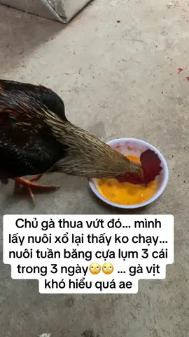 #yeudongvat  #xuhuong #gadalau  #gachuoi #ganoi