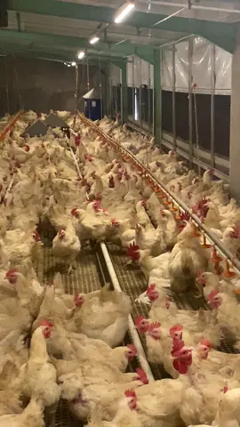 #foryoupage #trendingvideo #viral_video #masukberanda #fyp 