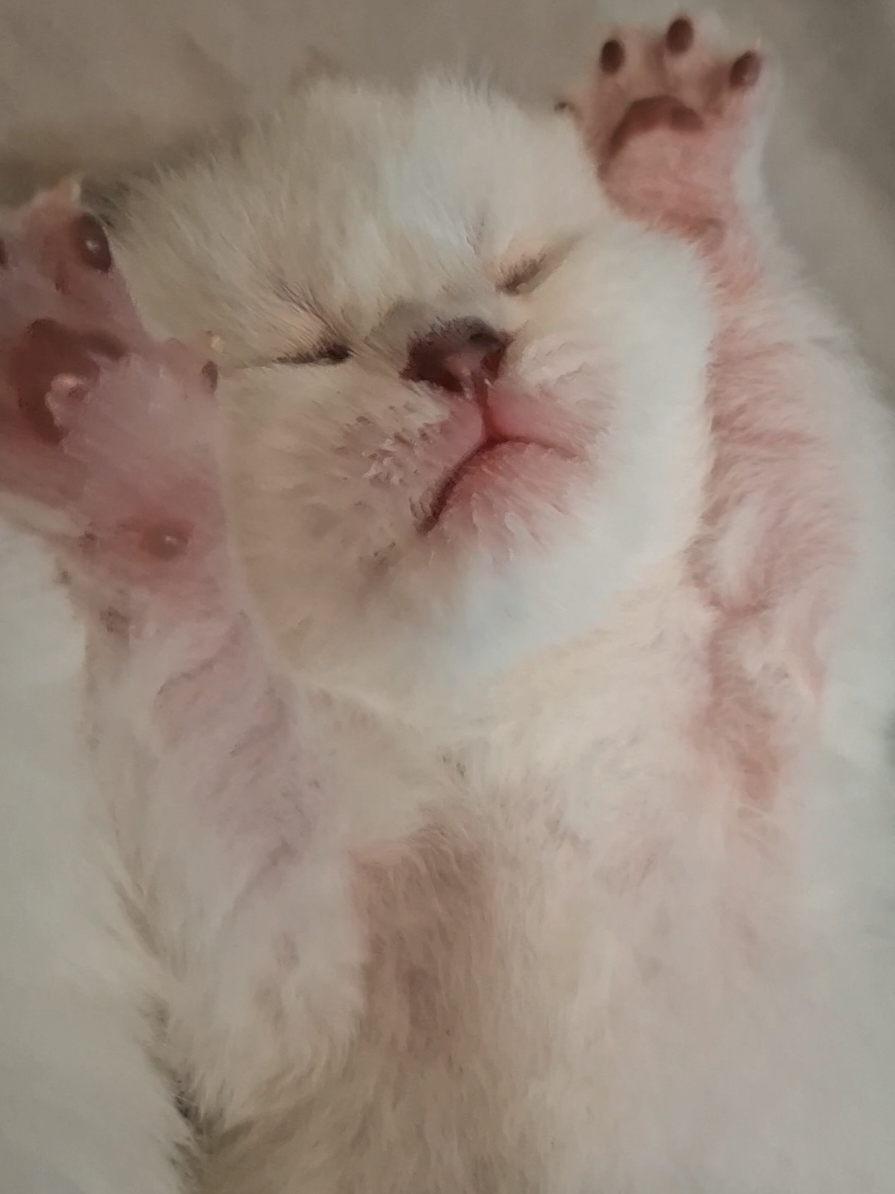 suara nangis yg aku suka 🥹 #cat #scottishfold #kucing 