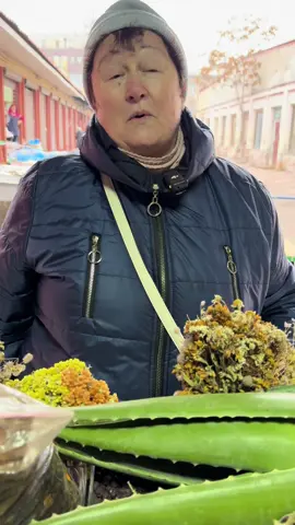 Насіння льону дійсно добре працює для очищення кишечника, і це підтверджено як народною практикою, так і сучасною нутриціологією. Воно очищає не агресивно, а м’яко, слизово, що особливо цінно для ніжного травлення. ⸻ 🟢 Як льон очищає кишечник 🌾 Слиз із насіння захищає слизову шлунка і кишківника — обволікає стінки, знімає запалення, допомагає при гастриті й коліті. 🌾 Клітковина працює як “мітла” — вбирає токсини, застійні маси, допомагає виходу калу природно та без болю. 🌾 Покращує перистальтику — стимулює м’який рух кишківника, зменшує закрепи. 🌾 Регулює мікрофлору — створює умови для росту корисних бактерій. 🌾 Знижує всмоктування шкідливих речовин — виступає природним сорбентом, подібним до вугілля, але ніжнішим.