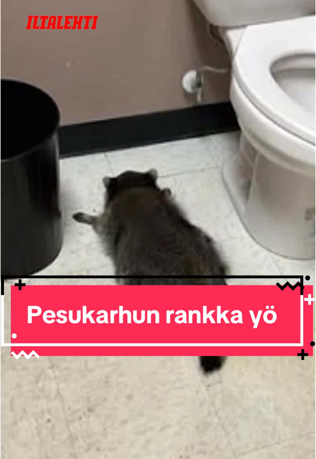 🦝🍾 Saunalyhdyn lailla sammunut voro jäi kiinni rikospaikalta.  #iltalehti #uutiset #pesukarhu #yhdysvallat